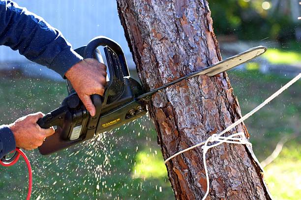 Trusted Syracuse, KS Tree Care Experts